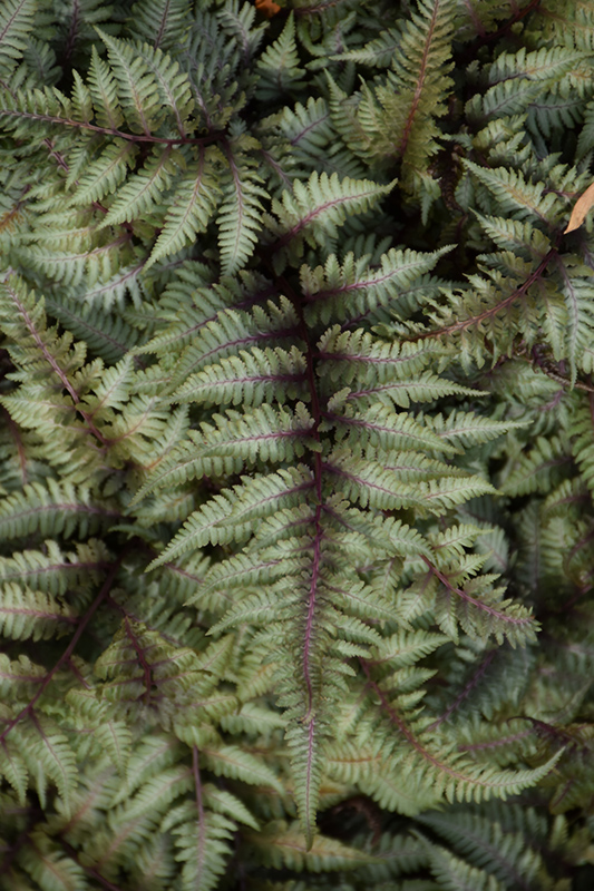 Japanese Painted Fern (Athyrium nipponicum 'Pictum') at The Growing Place