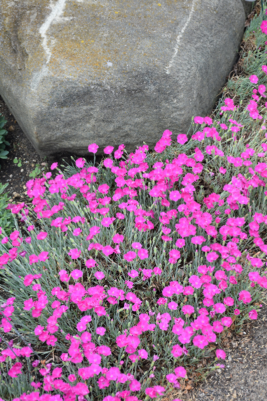 Firewitch Pinks (Dianthus gratianopolitanus 'Firewitch') at The Growing Place