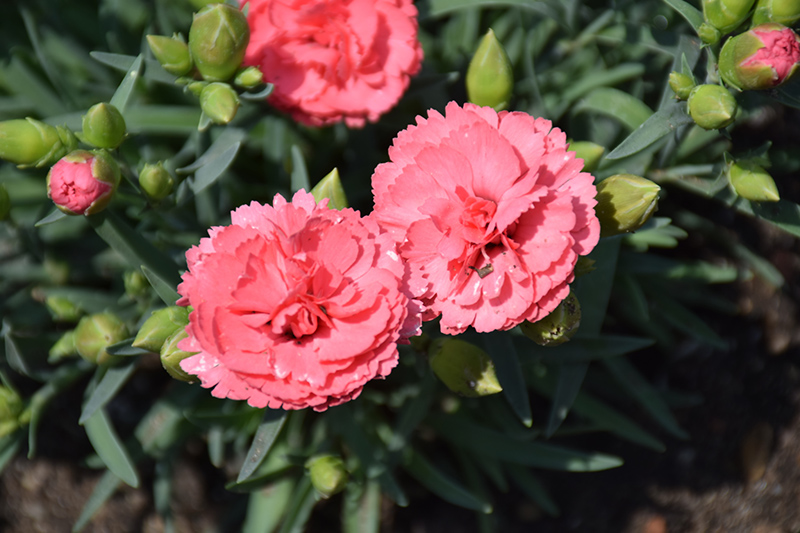Fruit Punch Classic Coral Pinks (Dianthus 'Classic Coral') at The Growing Place