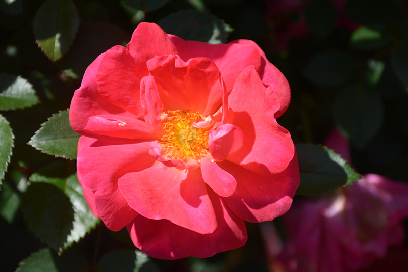 Highwire Flyer Rose (Rosa 'Radwire') at The Growing Place