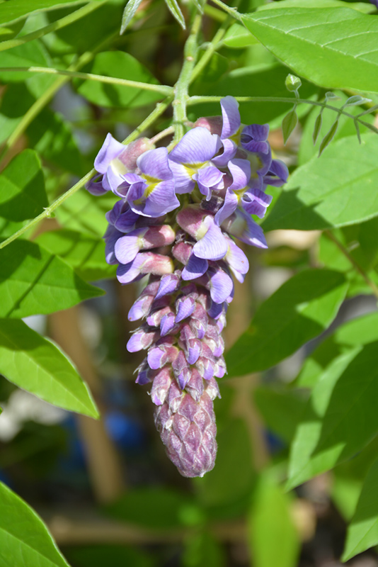 Amethyst Falls Wisteria (Wisteria frutescens 'Amethyst Falls') at The Growing Place