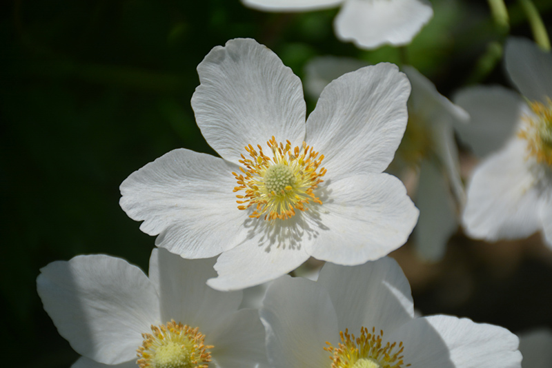 Windflower (Anemone sylvestris) at The Growing Place