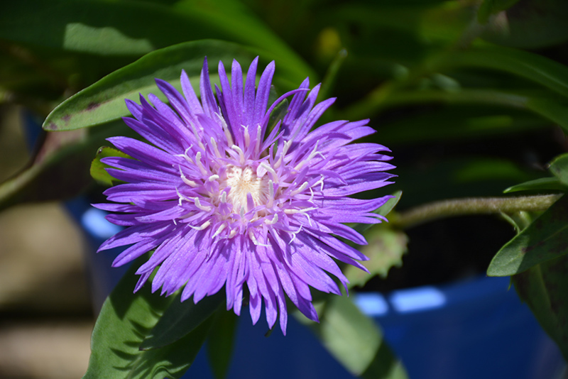 Honeysong Purple Aster (Stokesia laevis 'Honeysong Purple') at The Growing Place