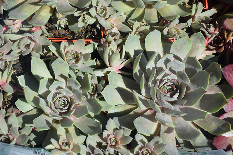 Pacific Blue Ice Hens And Chicks (Sempervivum 'Pacific Blue Ice') at The Growing Place