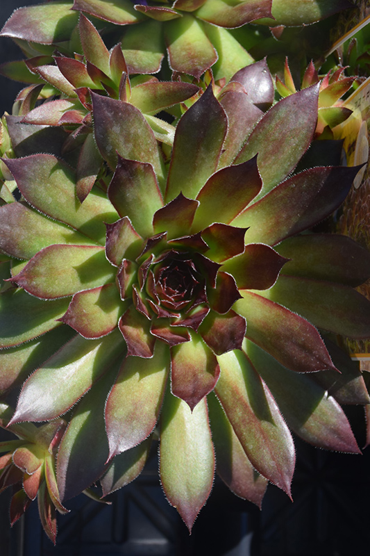 Black Hens And Chicks (Sempervivum 'Black') at The Growing Place