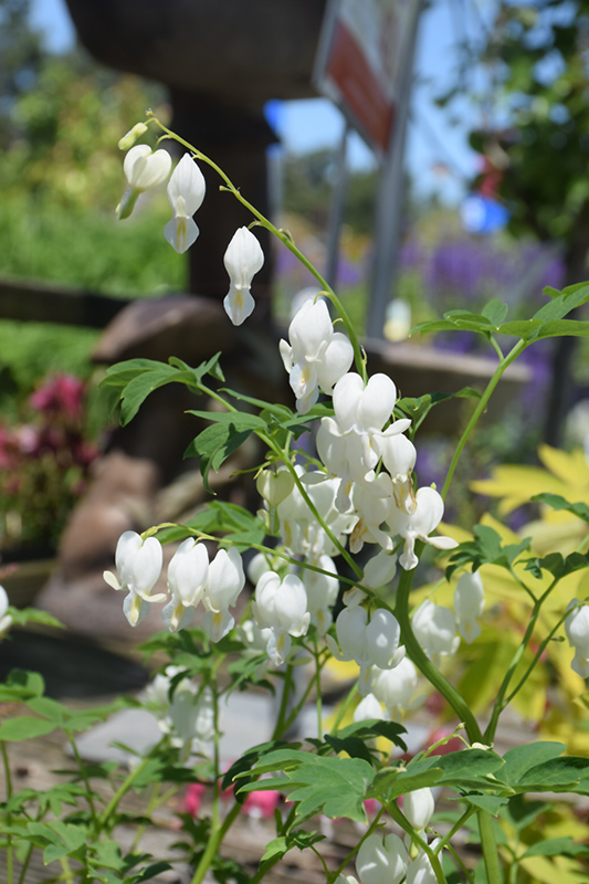 White Bleeding Heart (Dicentra spectabilis 'Alba') at The Growing Place