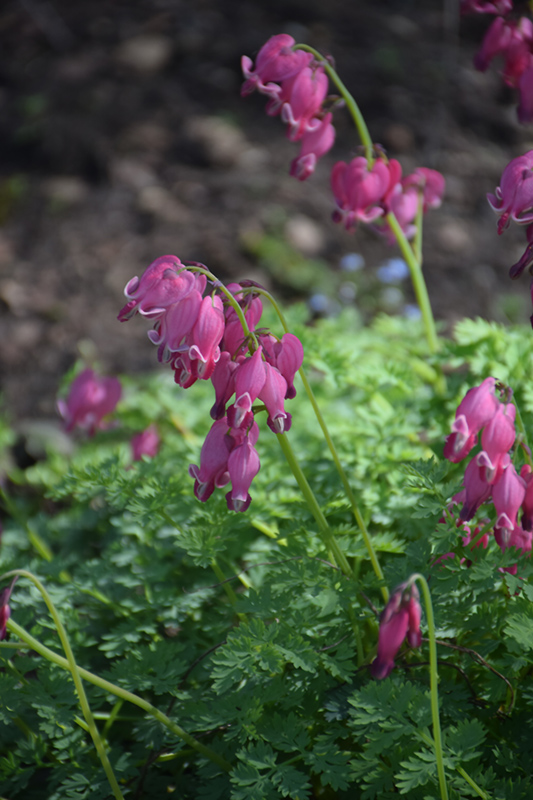 King of Hearts Bleeding Heart (Dicentra 'King of Hearts') at The Growing Place