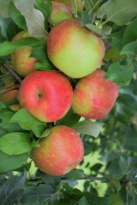Honeycrisp Apple (Malus 'Honeycrisp') at The Growing Place