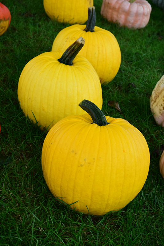 Mellow Yellow Pumpkin Recipes