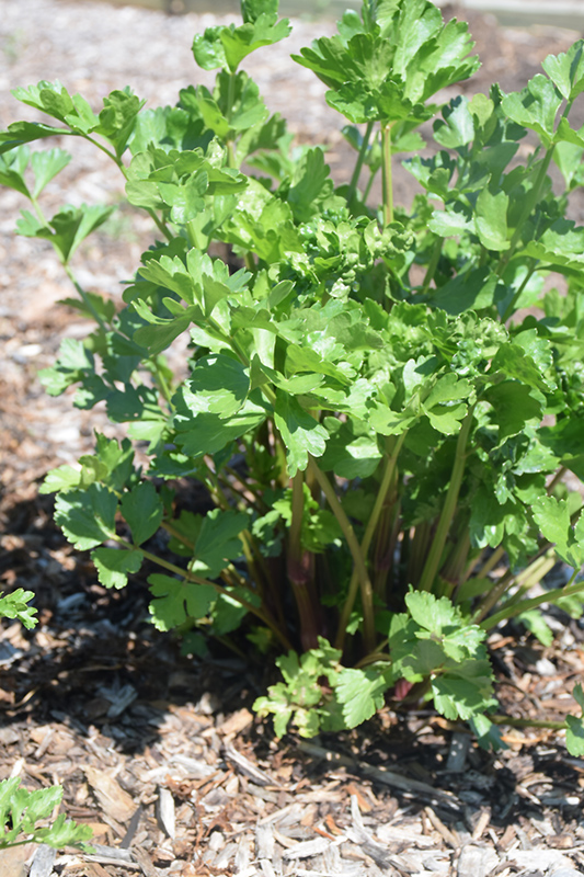 Peppermint Stick Celery (Apium graveolens 'Peppermint Stick') at The Growing Place
