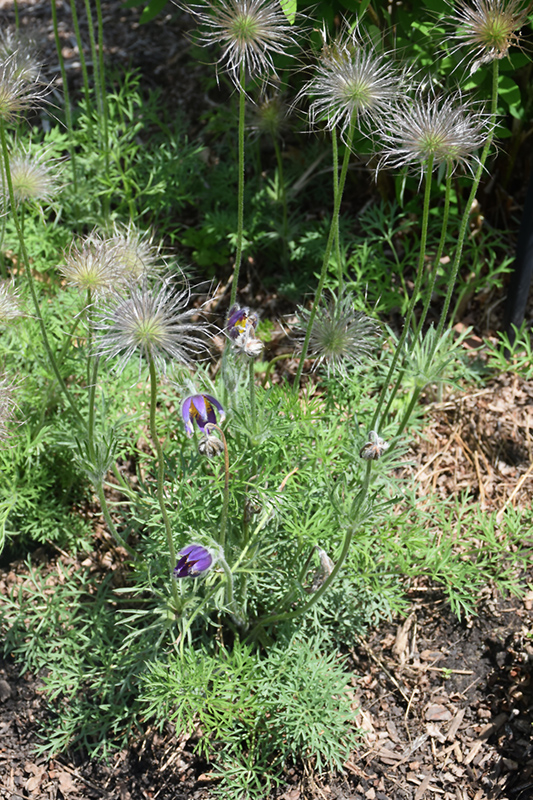 Pasqueflower (Pulsatilla vulgaris) at The Growing Place