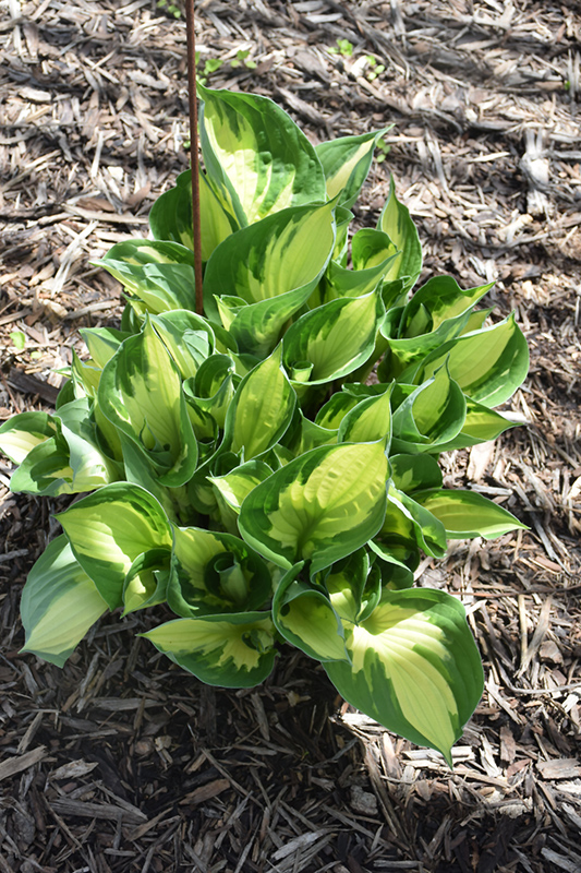Whirlwind Hosta (Hosta 'Whirlwind') at The Growing Place