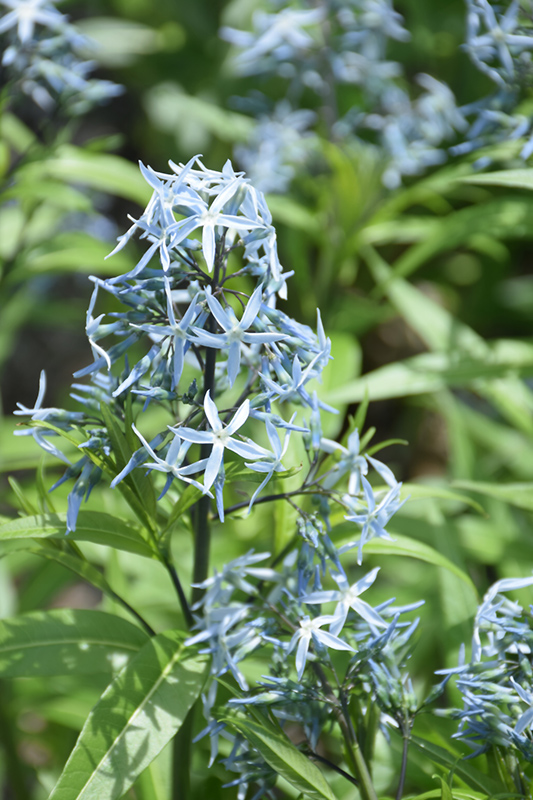 Narrow-Leaf Blue Star (Amsonia hubrichtii) at The Growing Place