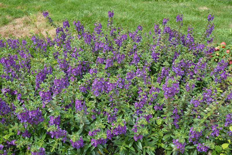 Angelface Blue Angelonia (Angelonia angustifolia 'ANBLU140') at The Growing Place