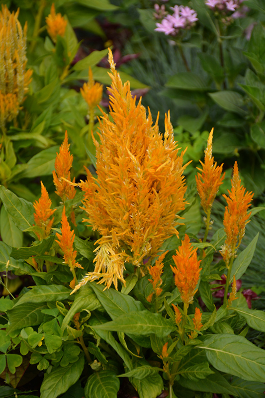 Fresh Look Yellow Celosia (Celosia 'Fresh Look Yellow') at The Growing Place