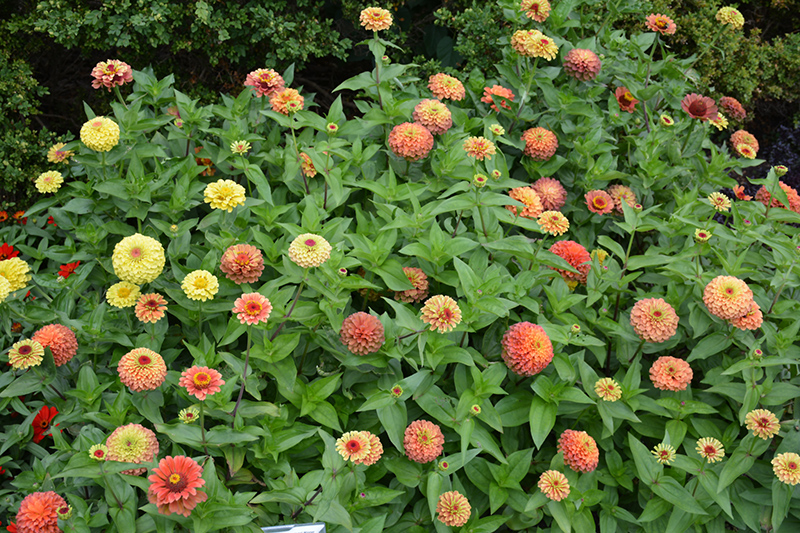 Queeny Lime Orange Zinnia (Zinnia 'Queeny Lime Orange') at The Growing Place