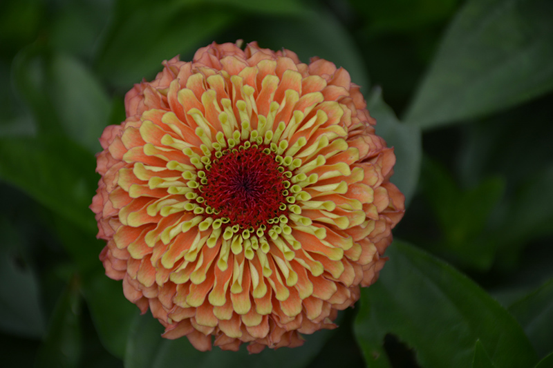 Queeny Lime Orange Zinnia (Zinnia 'Queeny Lime Orange') at The Growing Place