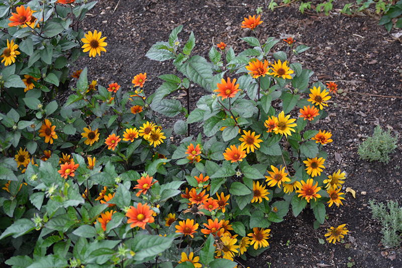 Bleeding Hearts False Sunflower (Heliopsis helianthoides 'Bleeding Hearts') at The Growing Place