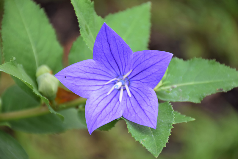 Astra Blue Balloon Flower (Platycodon grandiflorus 'Astra Blue') at The Growing Place