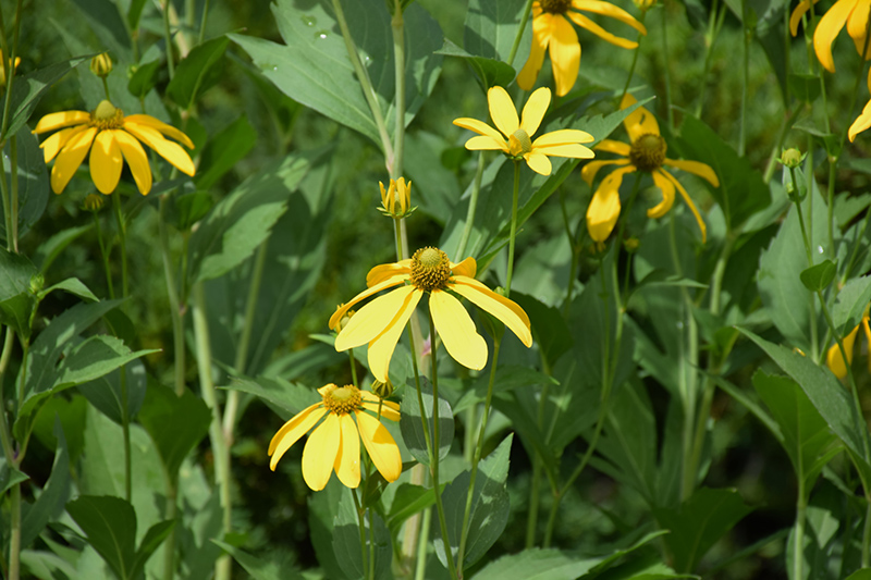 Herbstsonne Coneflower (Rudbeckia 'Herbstsonne') at The Growing Place
