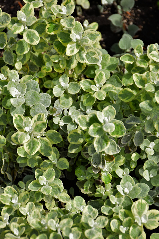 Variegated Licorice Plant (Helichrysum petiolare 'Variegated Licorice') at The Growing Place