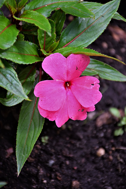 Magnum Clear Pink New Guinea Impatiens (Impatiens 'Magnum Clear Pink') at The Growing Place