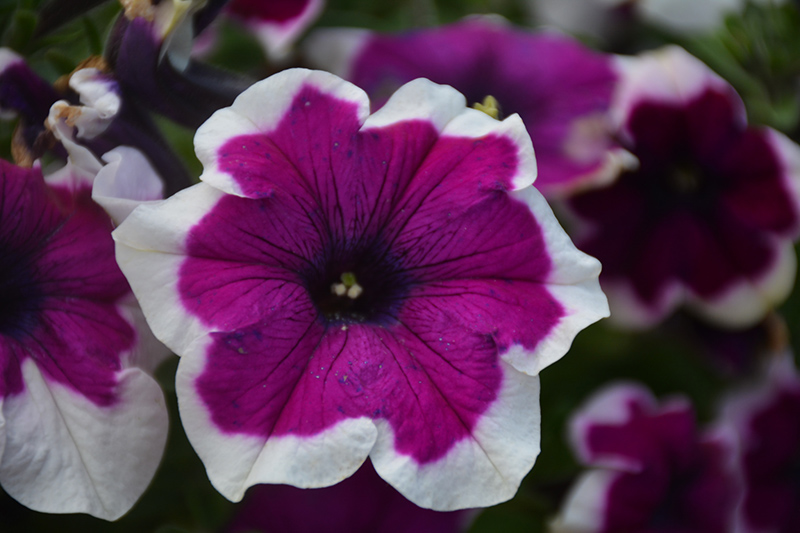 Crazytunia Passion Punch Petunia (Petunia 'Crazytunia Passion Punch') at The Growing Place