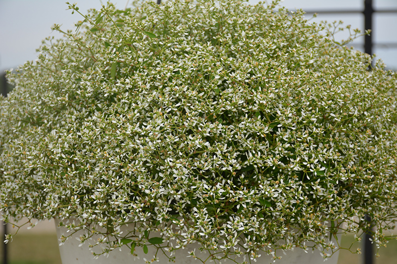 Stardust White Sparkle Euphorbia (Euphorbia 'Stardust White Sparkle') at The Growing Place