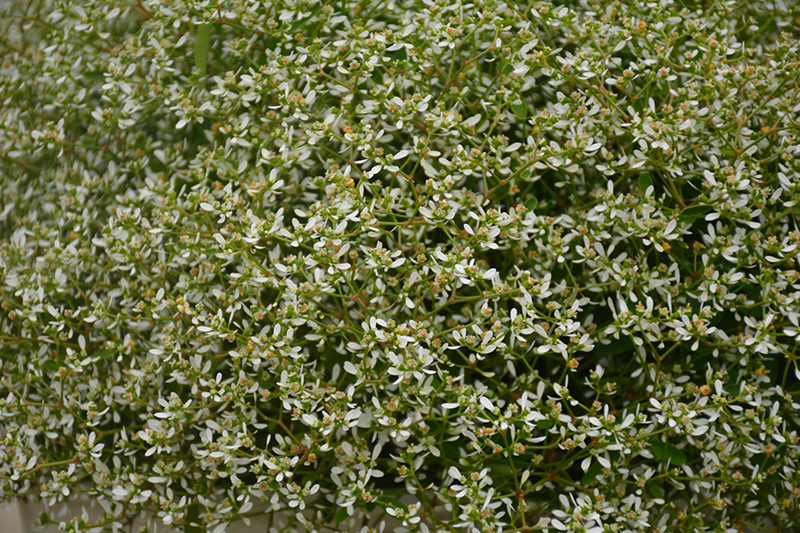 Stardust White Sparkle Euphorbia (Euphorbia 'Stardust White Sparkle') at The Growing Place