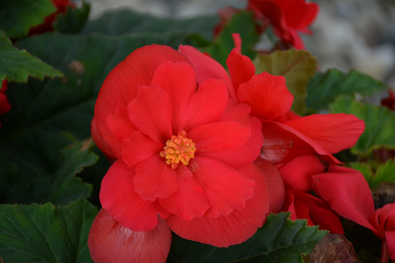 Nonstop Red Begonia (Begonia 'Nonstop Red') at The Growing Place