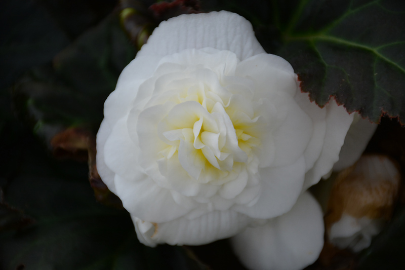 Nonstop Mocca White Begonia (Begonia 'Nonstop Mocca White') at The Growing Place