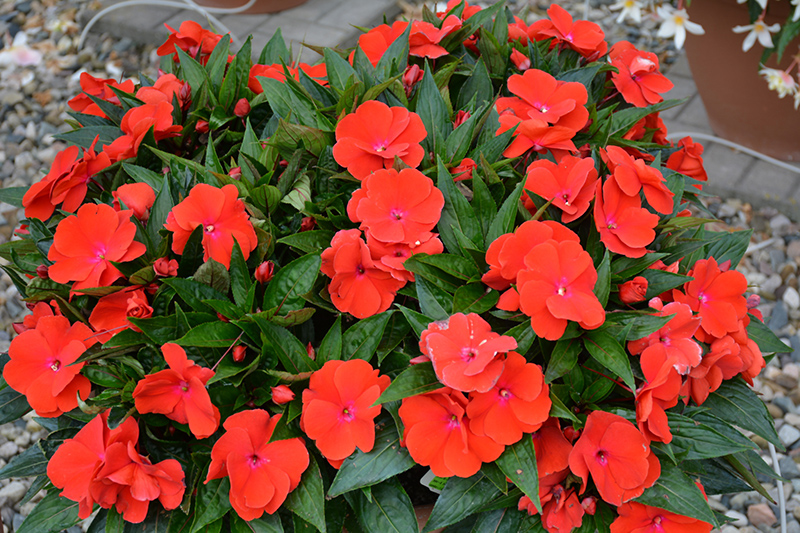 Magnum Red Flame New Guinea Impatiens (Impatiens 'Magnum Red Flame') at The Growing Place