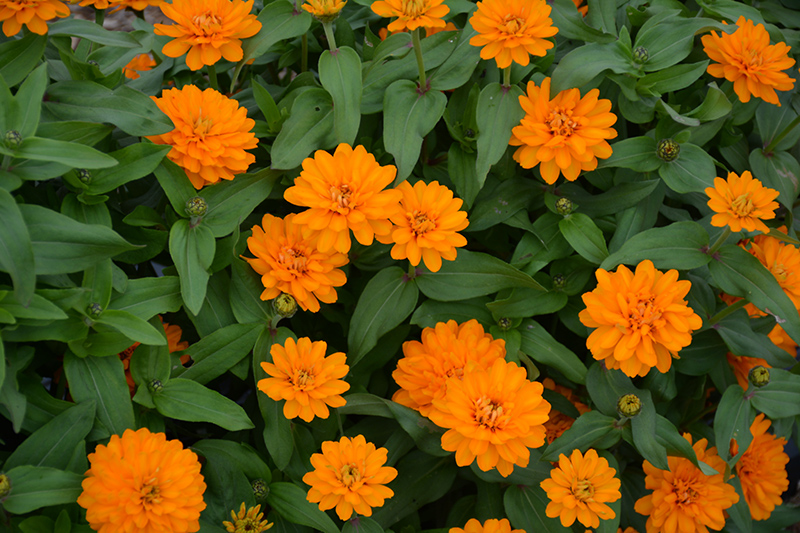 Zahara Double Bright Orange Zinnia (Zinnia 'Zahara Double Bright Orange') at The Growing Place