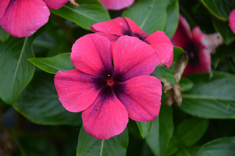 Tattoo Raspberry Vinca (Catharanthus roseus 'PAS1192836') at The Growing Place