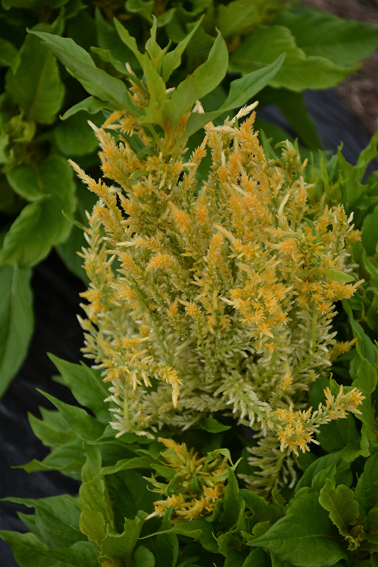Kelos Fire Yellow Celosia (Celosia plumosa 'Kelos Fire Yellow') at The Growing Place