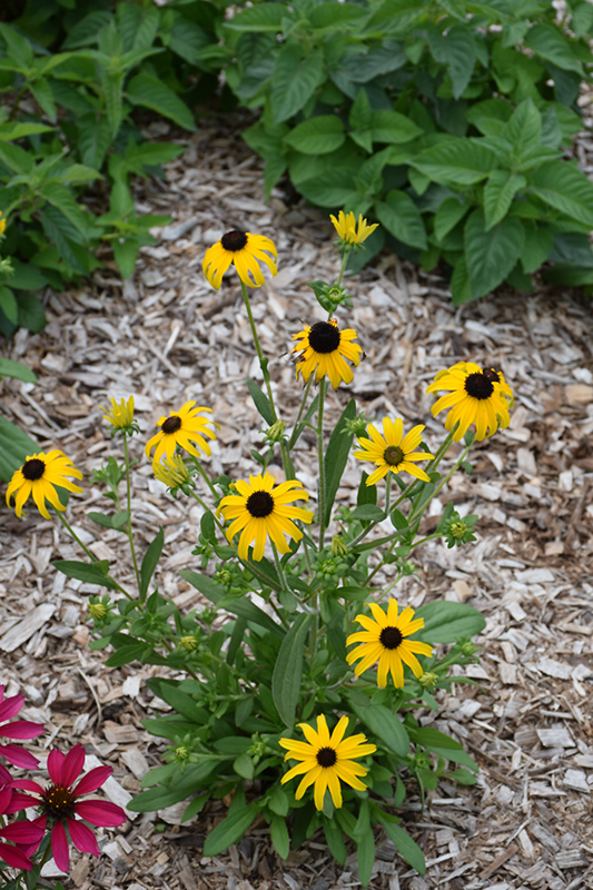 American Gold Rush Coneflower (Rudbeckia 'American Gold Rush') at The Growing Place