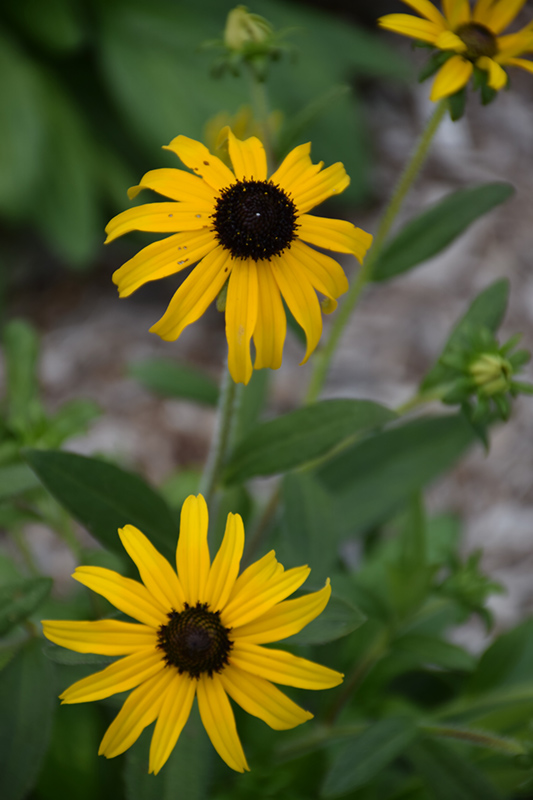 American Gold Rush Coneflower (Rudbeckia 'American Gold Rush') at The Growing Place