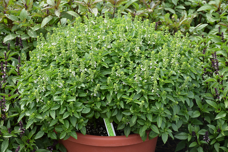 Spicy Globe Basil (Ocimum basilicum 'Spicy Globe') at The Growing Place