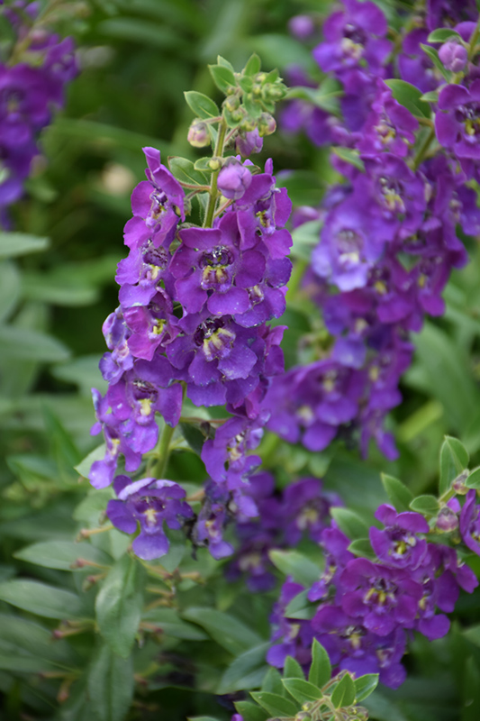 Angelface Blue Angelonia (Angelonia angustifolia 'ANBLU140') at The Growing Place