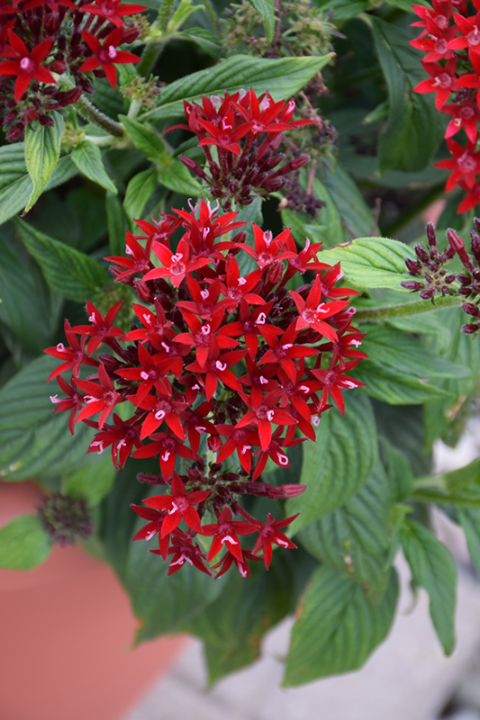 Lucky Star Dark Red Star Flower (Pentas lanceolata 'PAS1231189') at The Growing Place