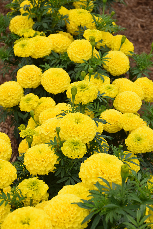 Marvel Yellow Marigold (Tagetes erecta 'Marvel Yellow') at The Growing Place