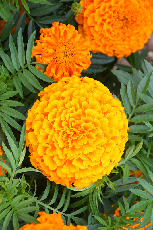 Taishan Orange Marigold (Tagetes erecta 'Taishan Orange') at The Growing Place