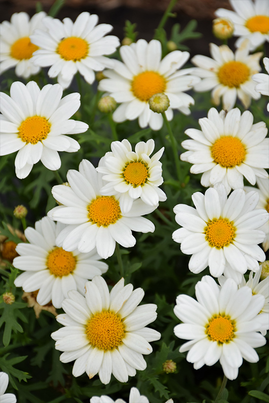 Pure White Butterfly Marguerite Daisy (Argyranthemum frutescens 'G14420') at The Growing Place