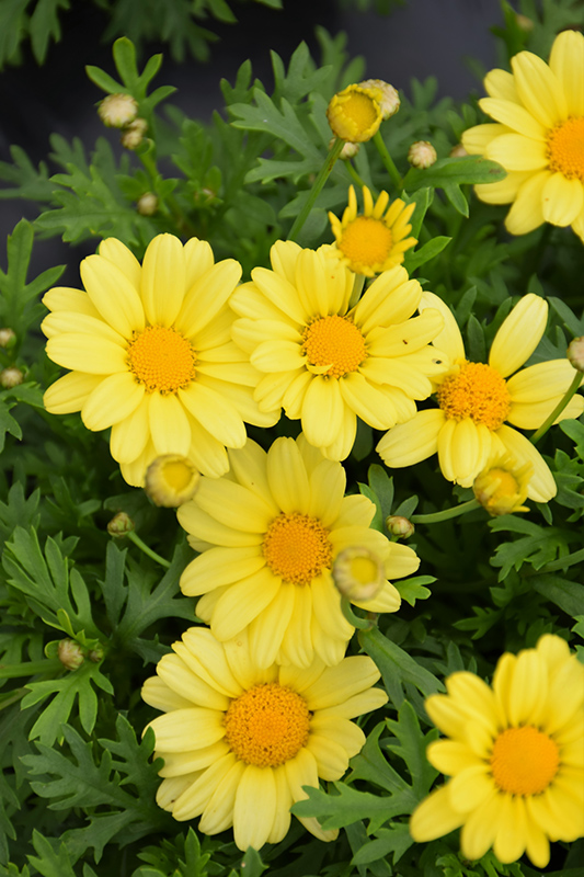 Beauty Yellow Marguerite Daisy (Argyranthemum frutescens 'Beauty Yellow') at The Growing Place