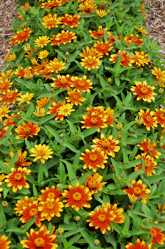Zahara Sunburst Zinnia (Zinnia 'Zahara Sunburst') at The Growing Place