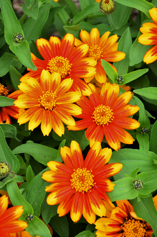 Zahara Sunburst Zinnia (Zinnia 'Zahara Sunburst') at The Growing Place