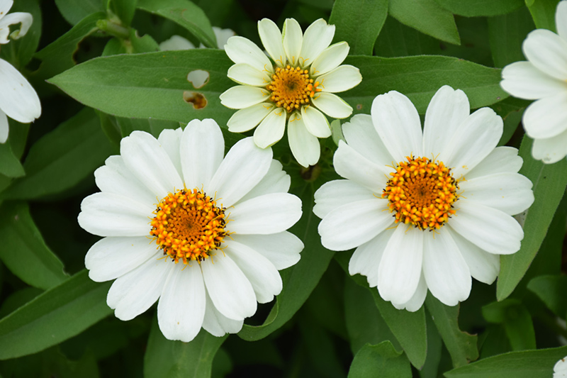 Profusion White Zinnia (Zinnia 'Profusion White') at The Growing Place