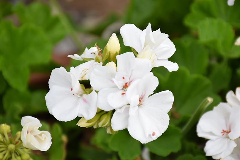 Moxie! White Geranium (Pelargonium 'Moxie! White') at The Growing Place