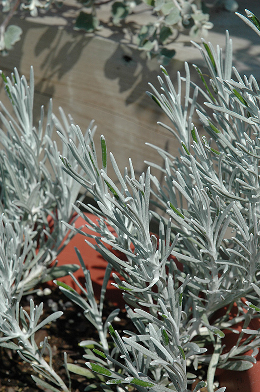 Icicles Licorice Plant (Helichrysum thianschanicum 'Icicles') at The Growing Place