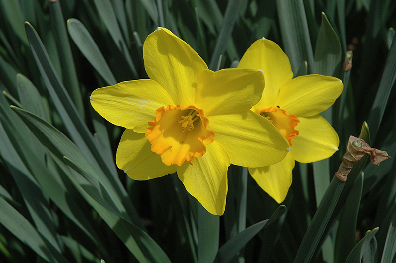 Carlton Daffodil (Narcissus 'Carlton') in Naperville Aurora Batavia ...